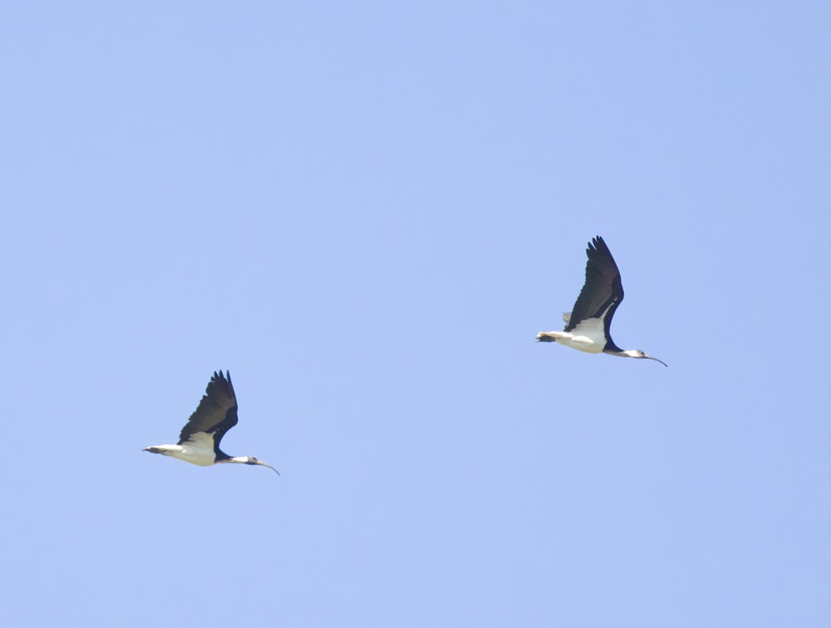 Straw-necked Ibis - ML642050741