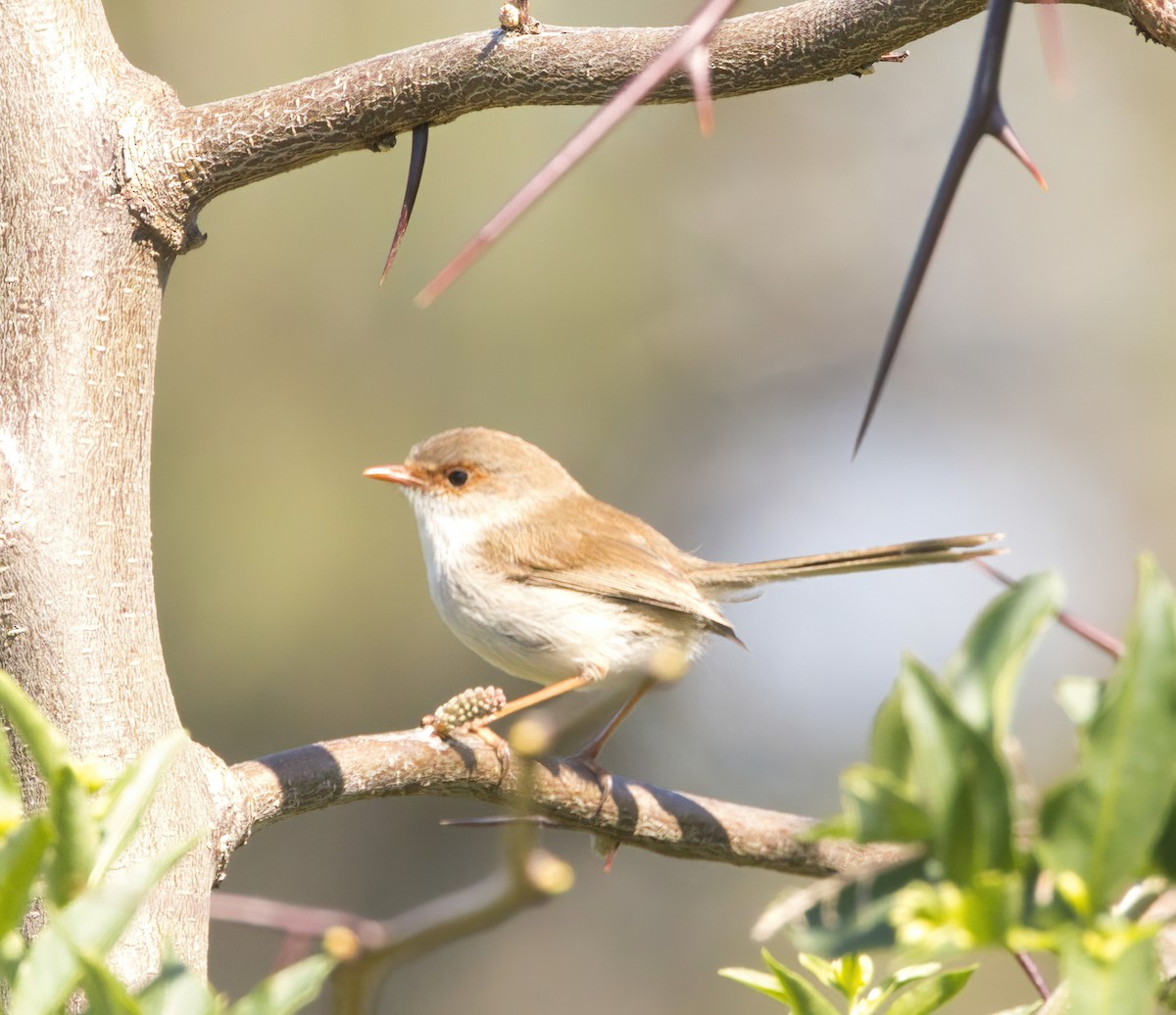 Superb Fairywren - ML642050746