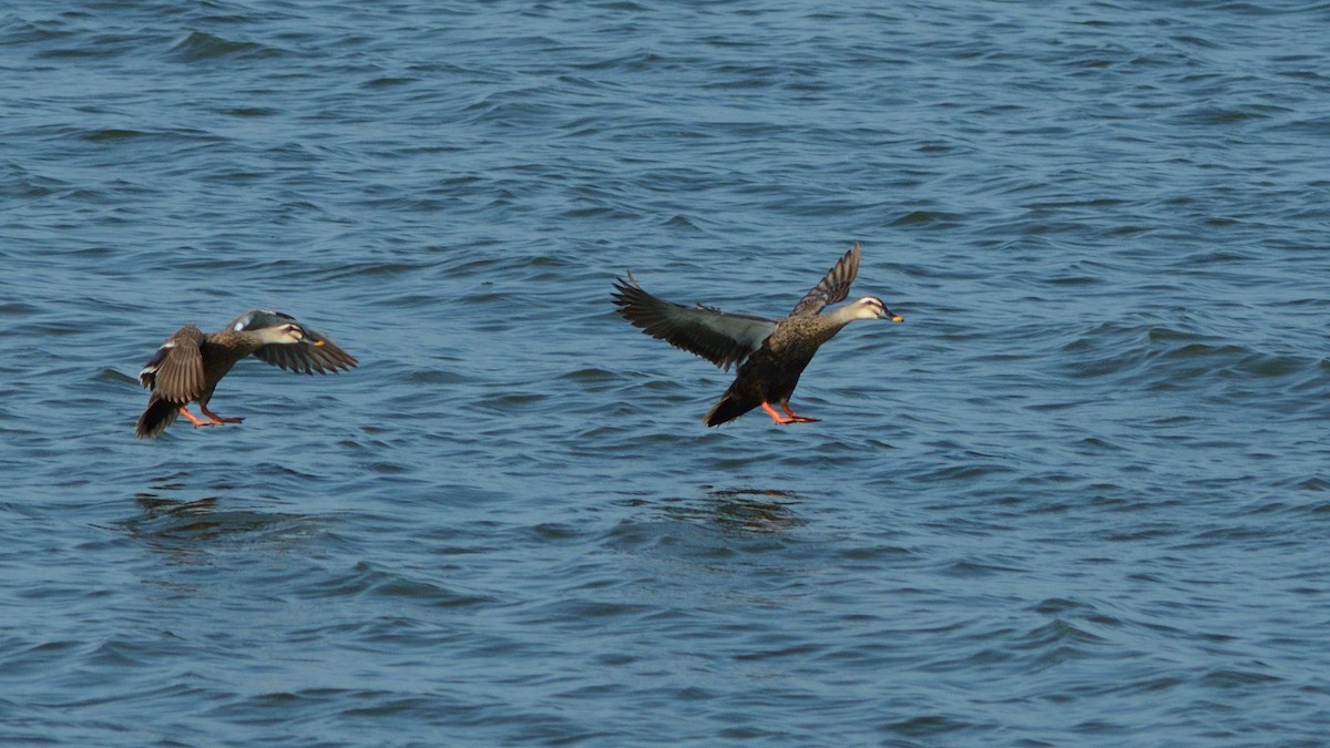 カルガモ - ML642050747