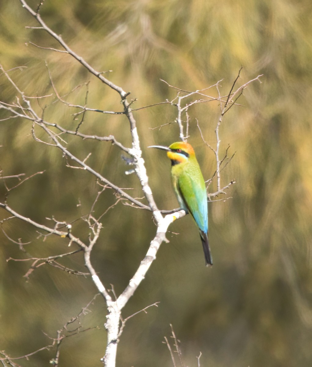 Rainbow Bee-eater - ML642050752