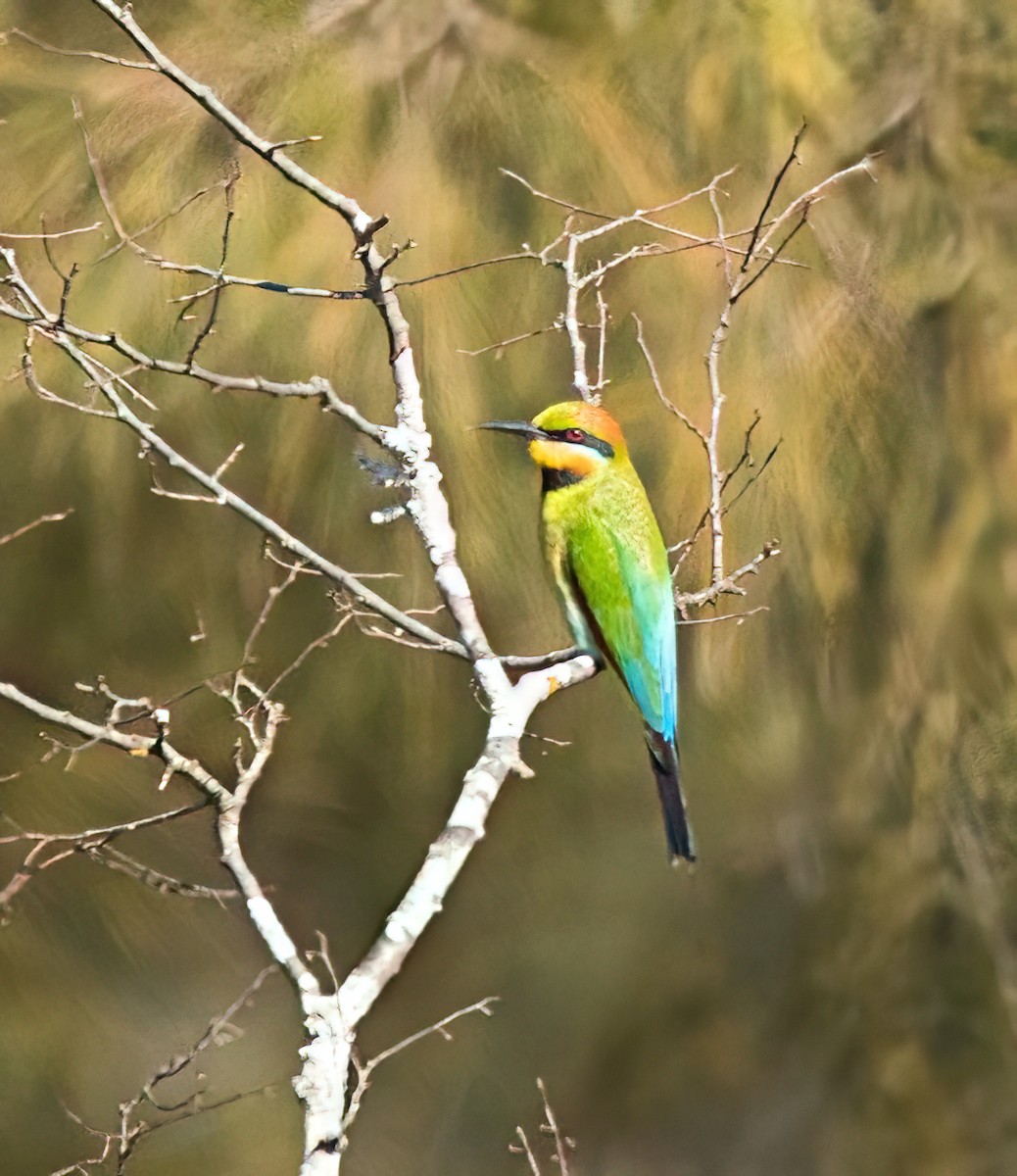 Rainbow Bee-eater - ML642050753