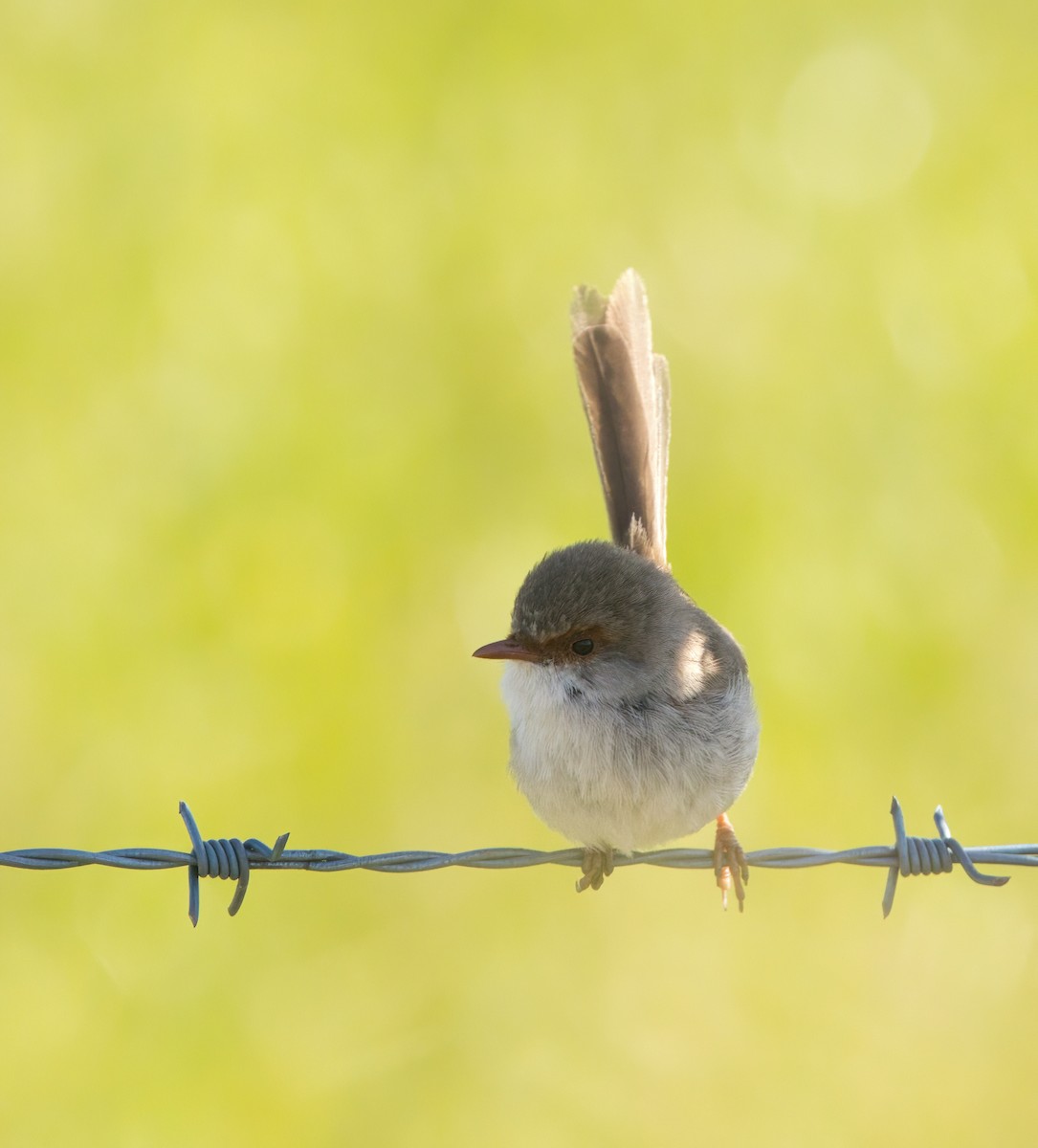 Superb Fairywren - ML642050754