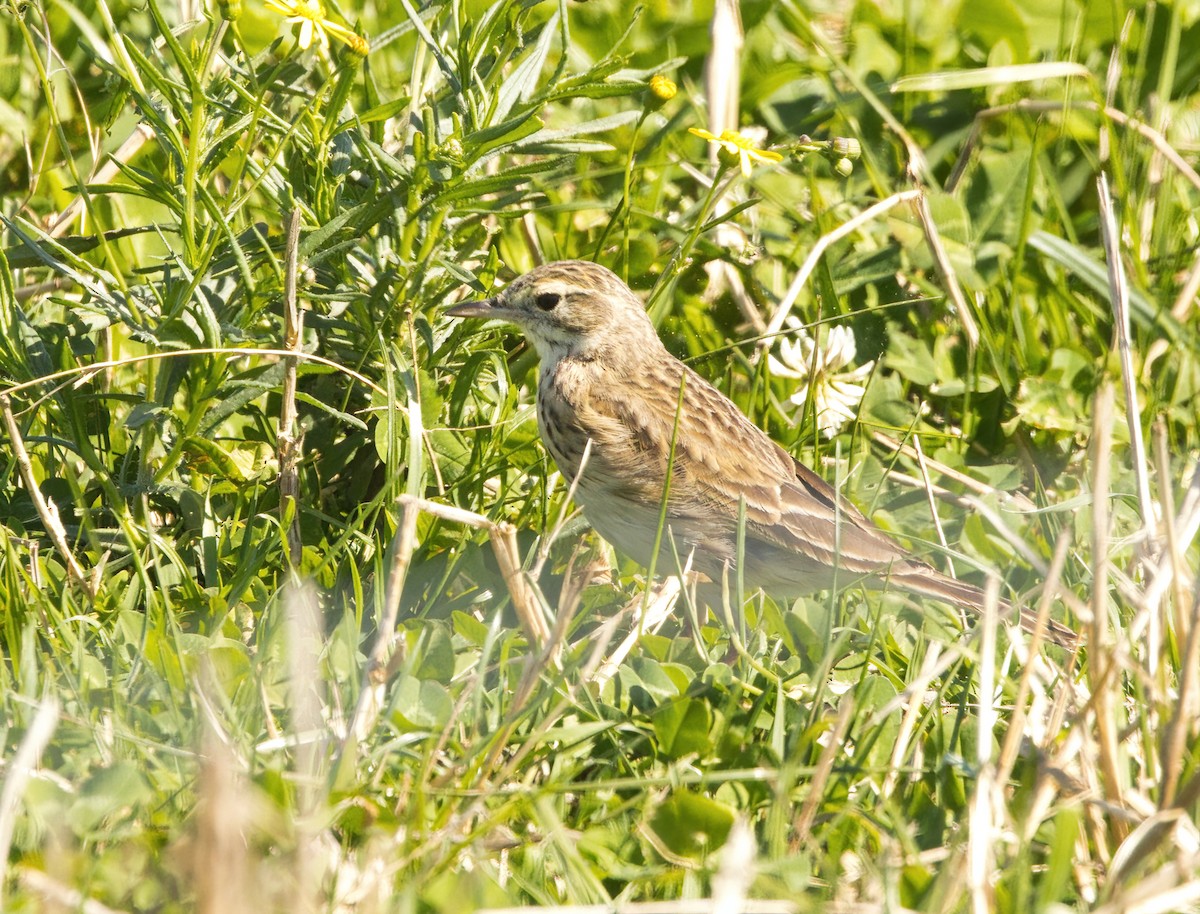Australian Pipit - ML642050757