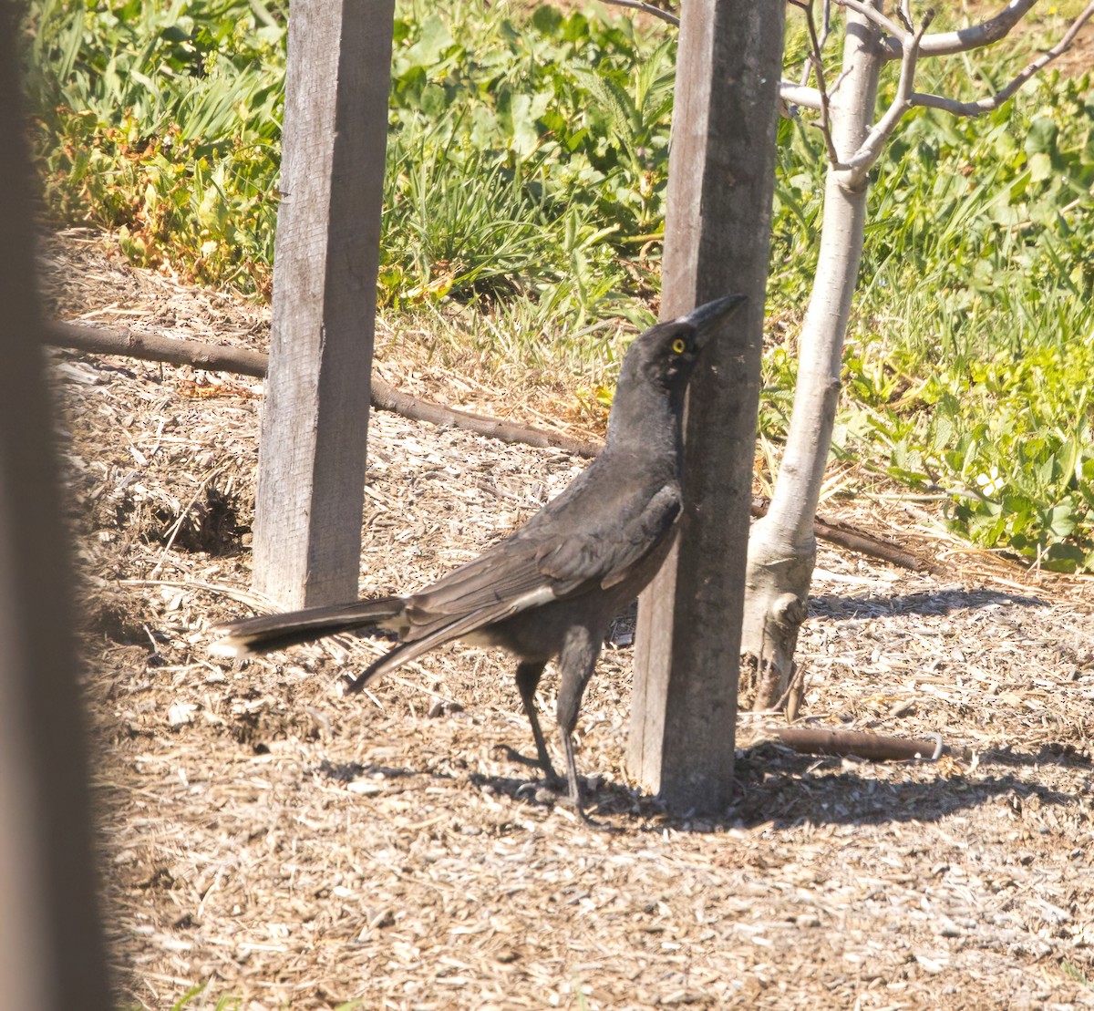 Pied Currawong - ML642050759