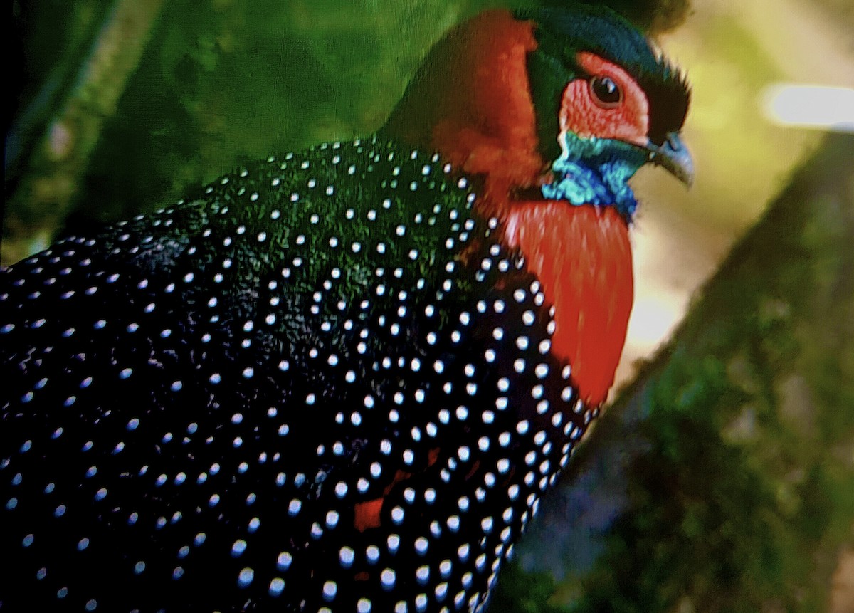 Western Tragopan - ML642050764