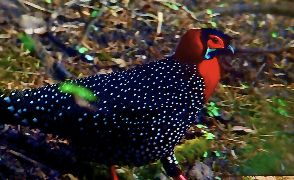 Western Tragopan - ML642050766