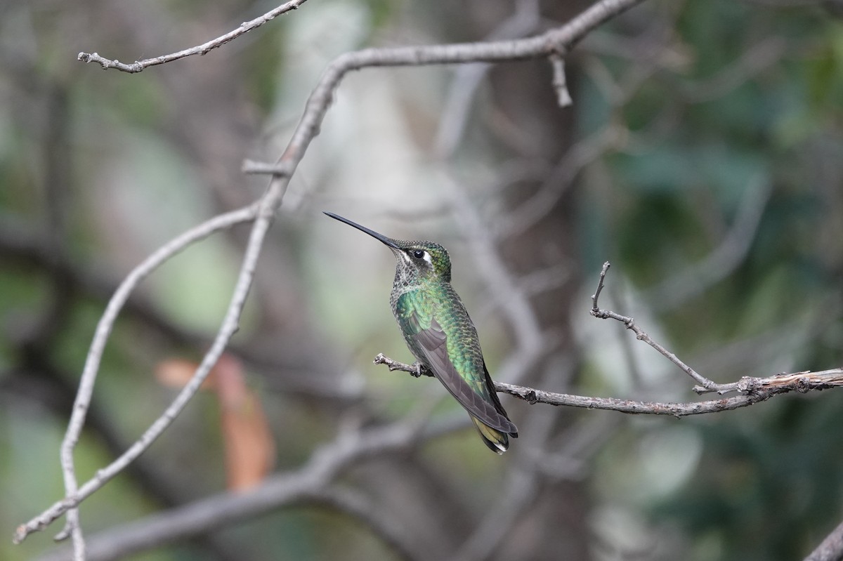 Rivoli's Hummingbird - ML642050772