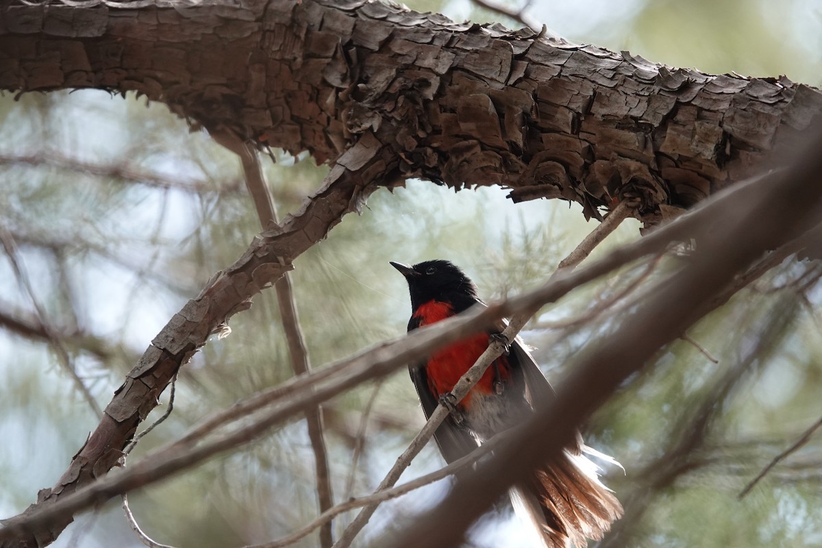 Painted Redstart - ML642050775