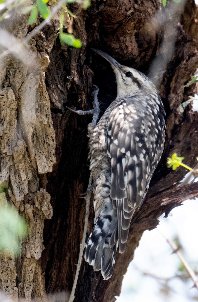 Indian Spotted Creeper - ML642050776