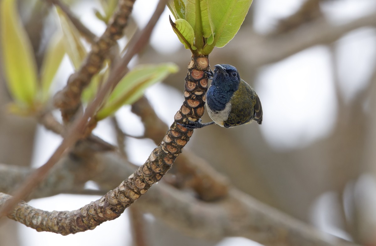 Reichenbach's Sunbird - ML642050778