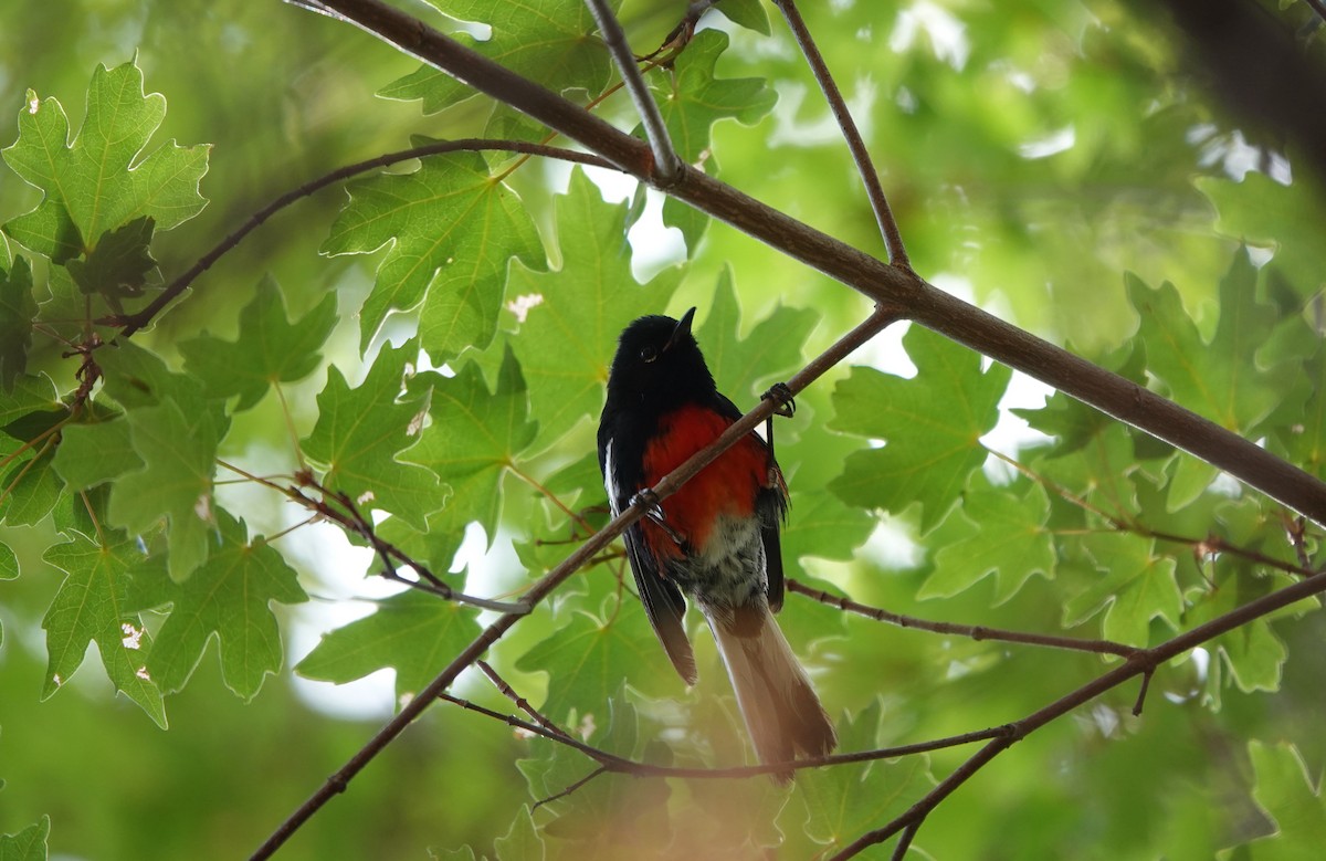 Painted Redstart - ML642050780