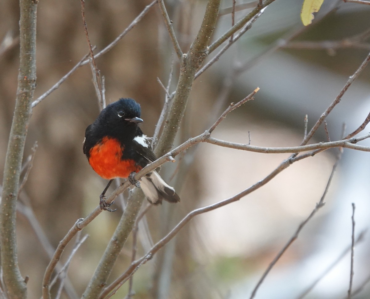 Painted Redstart - ML642050782