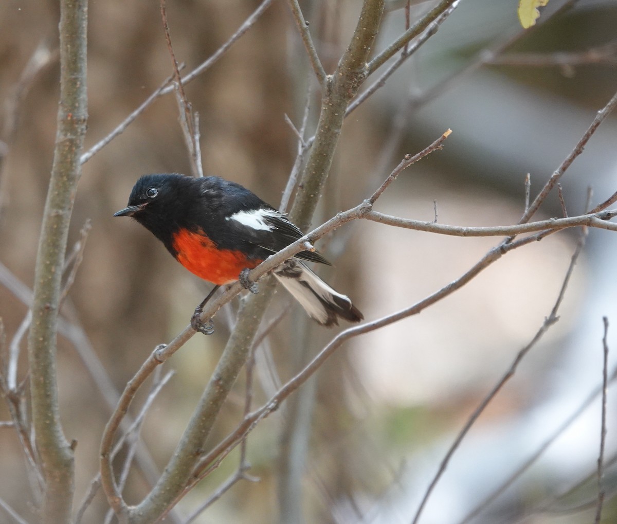 Painted Redstart - ML642050783
