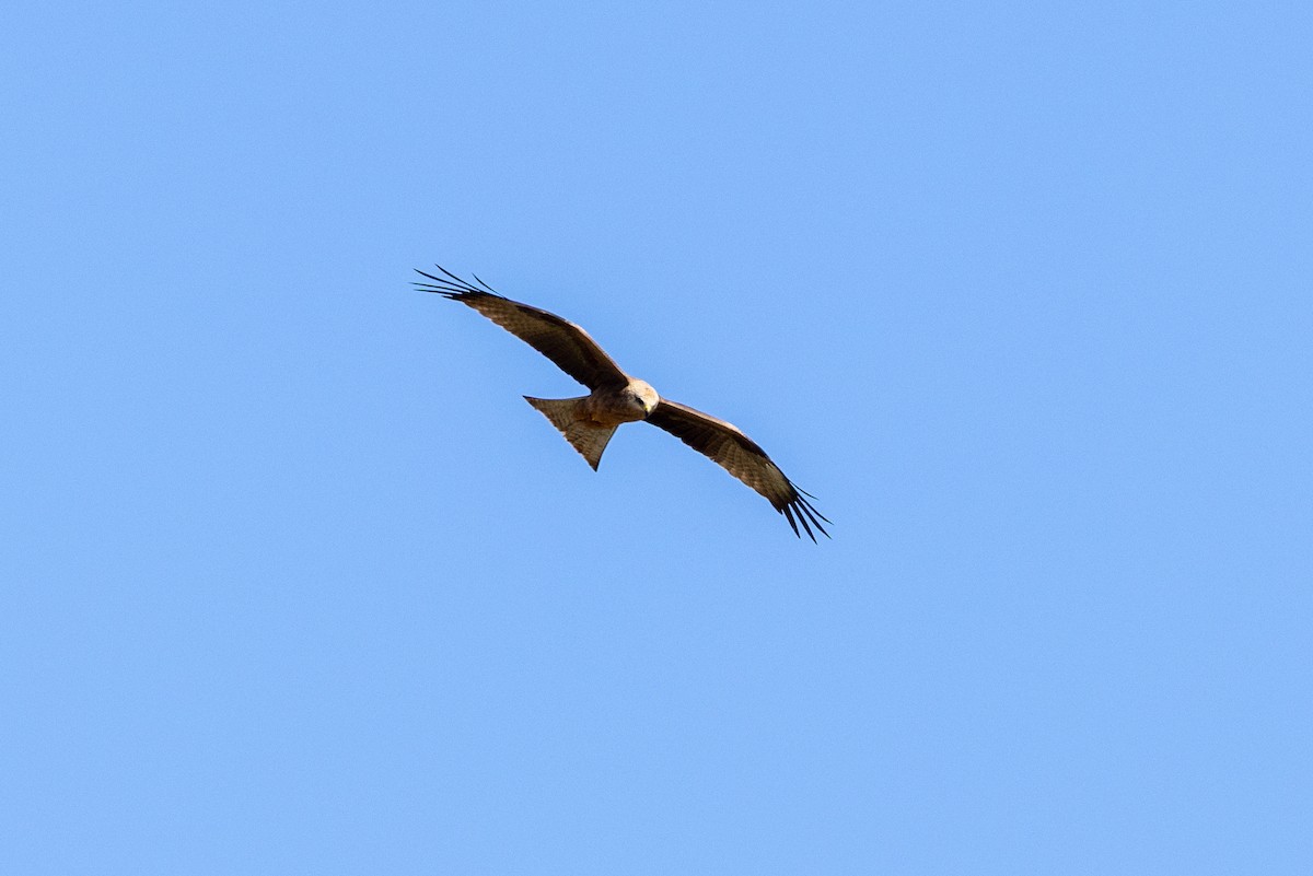 Чёрный коршун - ML642050784