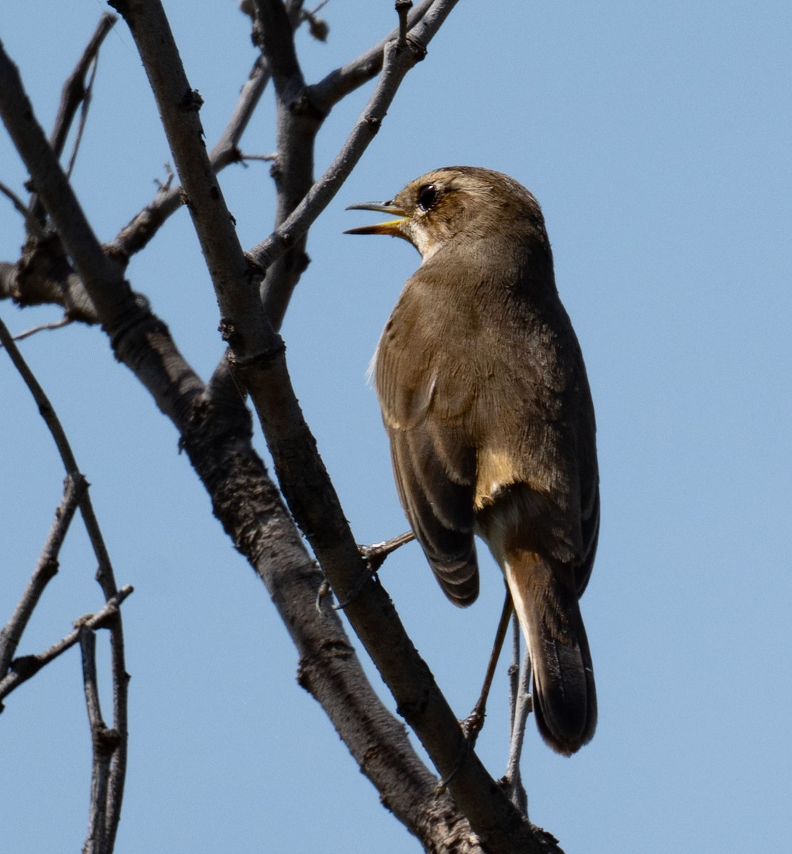 Blaukehlchen - ML642050787