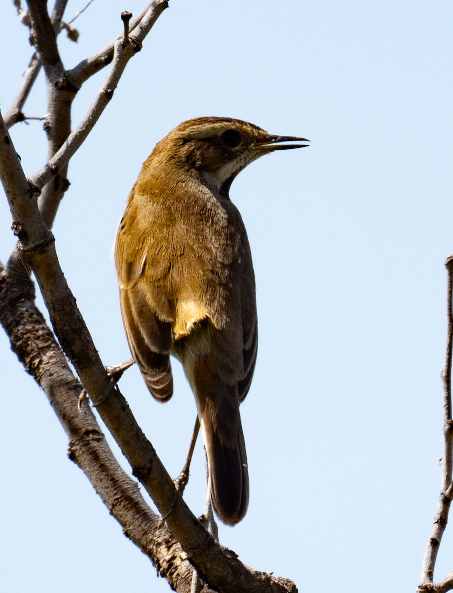 Blaukehlchen - ML642050788