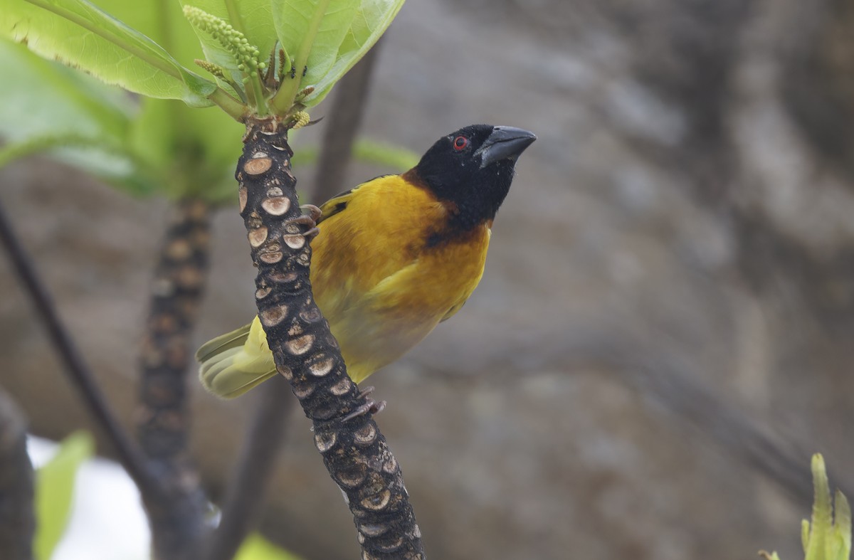 Village Weaver (Black-headed) - ML642050792