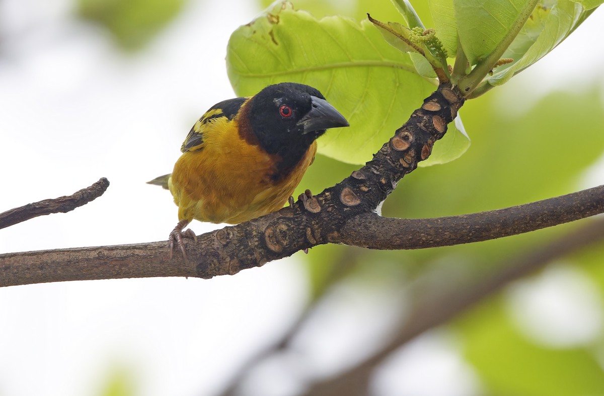 Village Weaver (Black-headed) - ML642050793