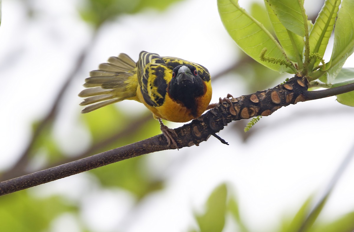 Village Weaver (Black-headed) - ML642050794