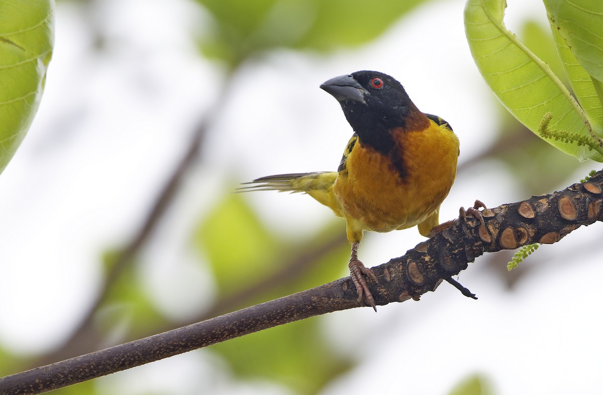 Village Weaver (Black-headed) - ML642050795