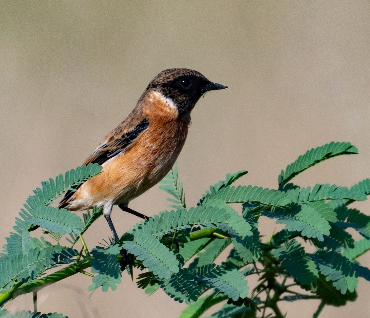 Siberian Stonechat - ML642050801