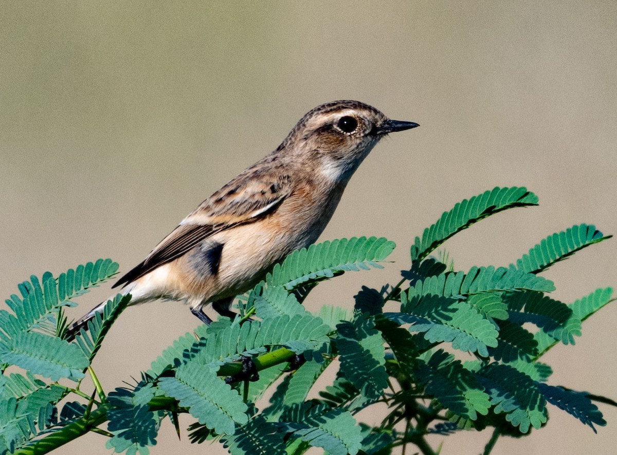 Siberian Stonechat - ML642050802