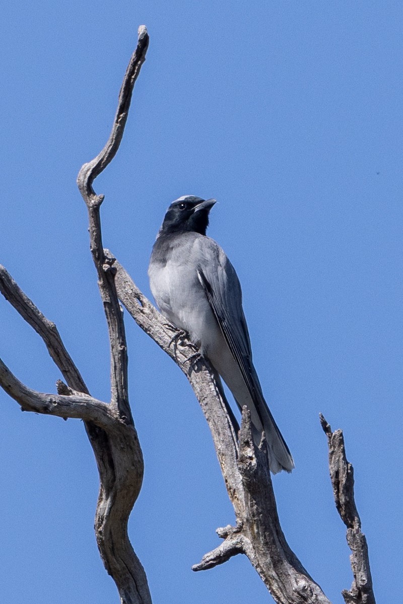 Black-faced Cuckooshrike - ML642050805