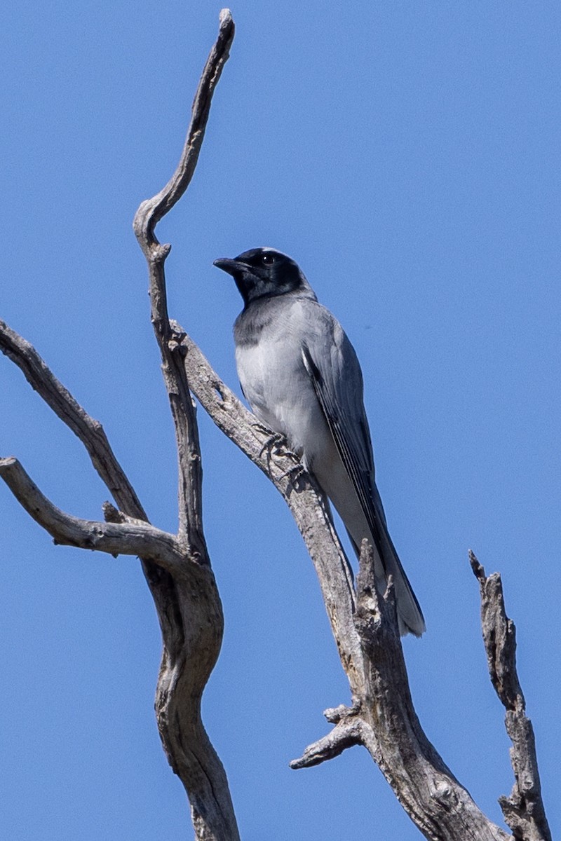 Black-faced Cuckooshrike - ML642050806