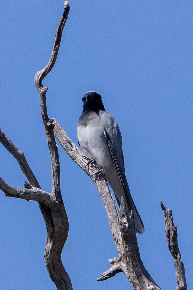 Black-faced Cuckooshrike - ML642050807