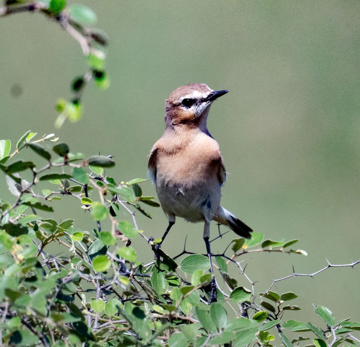Isabelline Wheatear - ML642050809