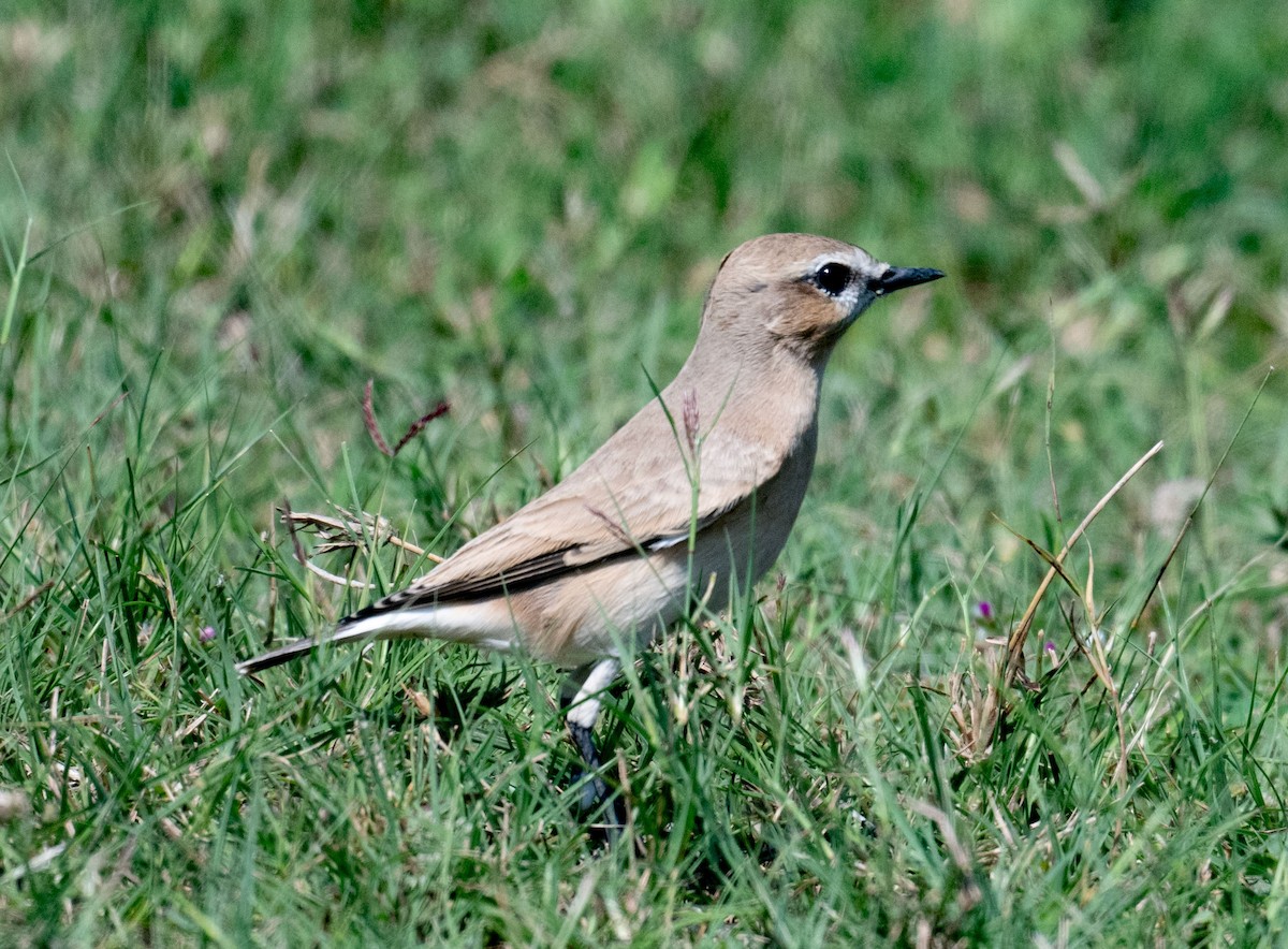 Isabelline Wheatear - ML642050810