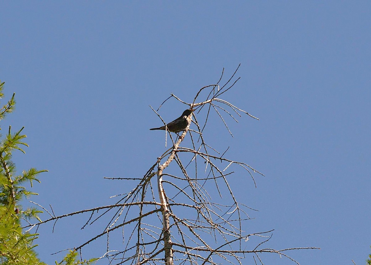 Zozo paparzuria - ML642050821