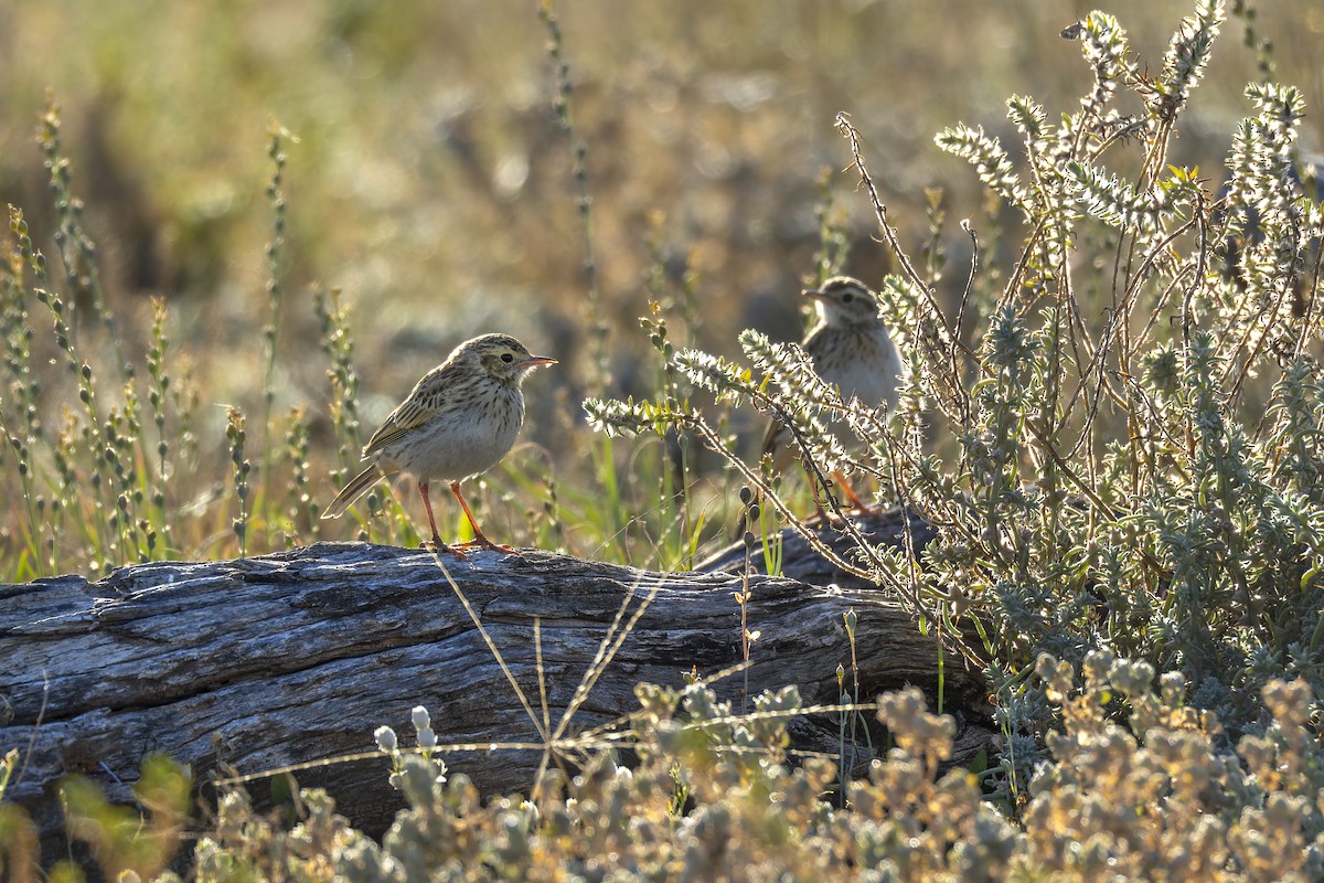 Australian Pipit - ML642050834