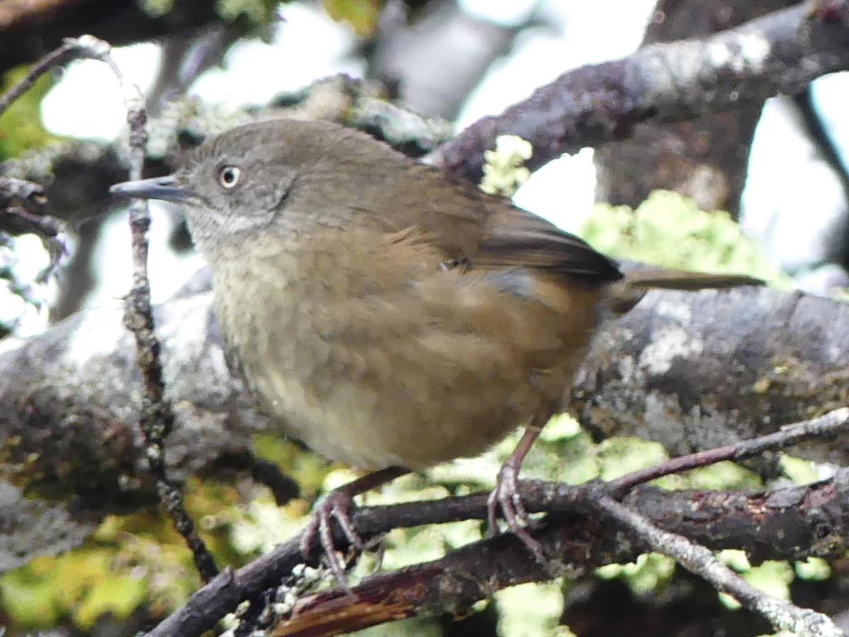 Tasmanian Scrubwren - ML642050848