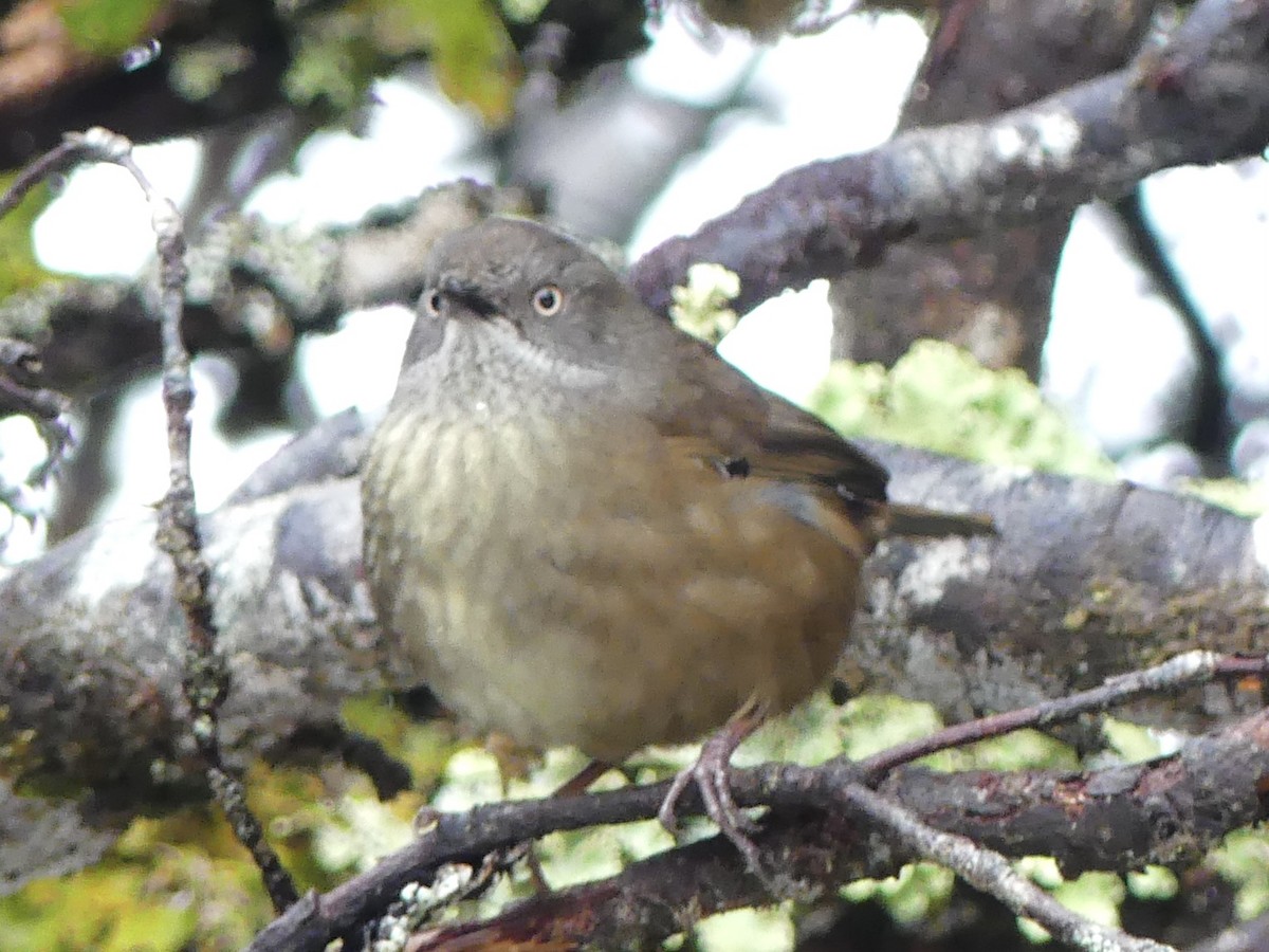 Tasmanian Scrubwren - ML642050849