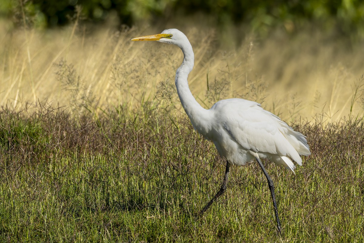 Great Egret - ML642050850