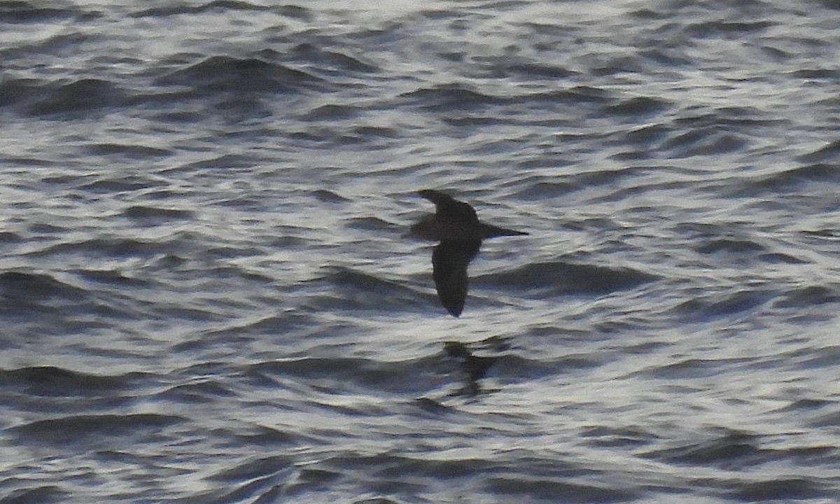 Wedge-tailed Shearwater - ML642050851