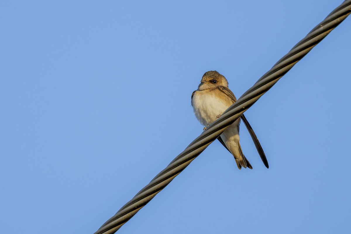 Tree Martin - ML642050853