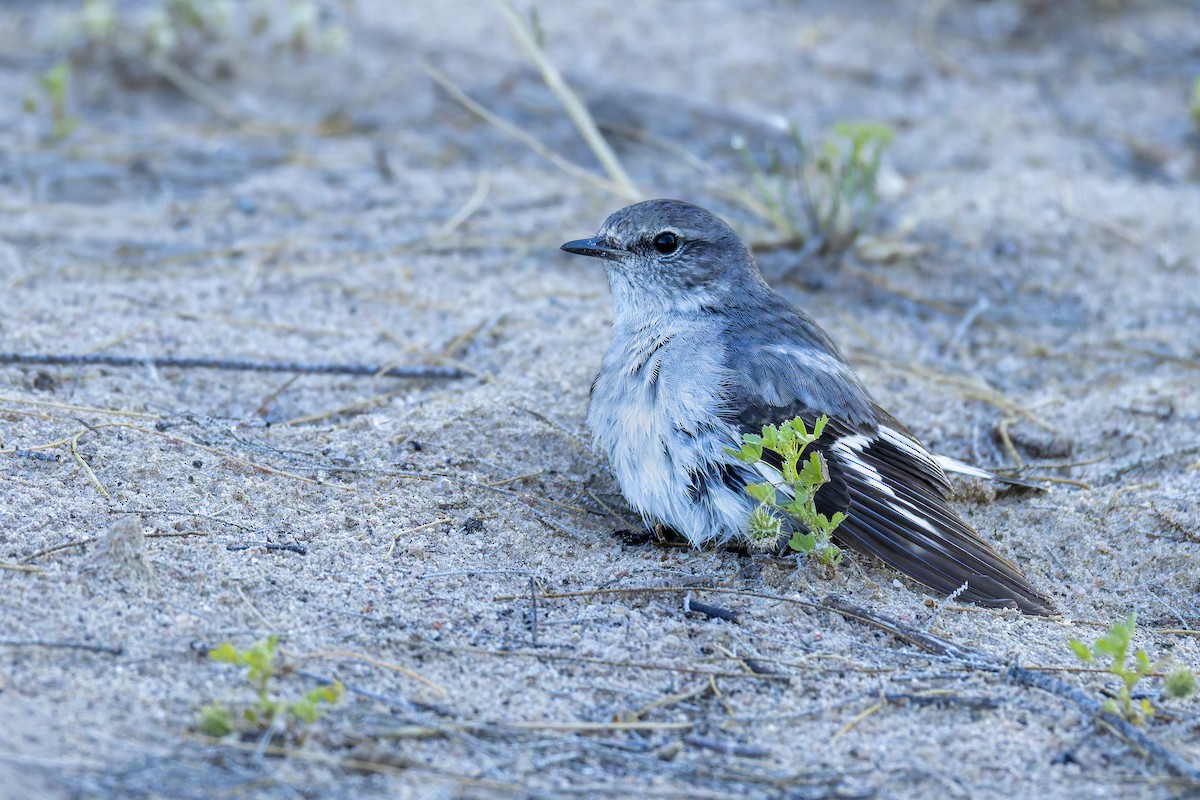 Hooded Robin - ML642050860
