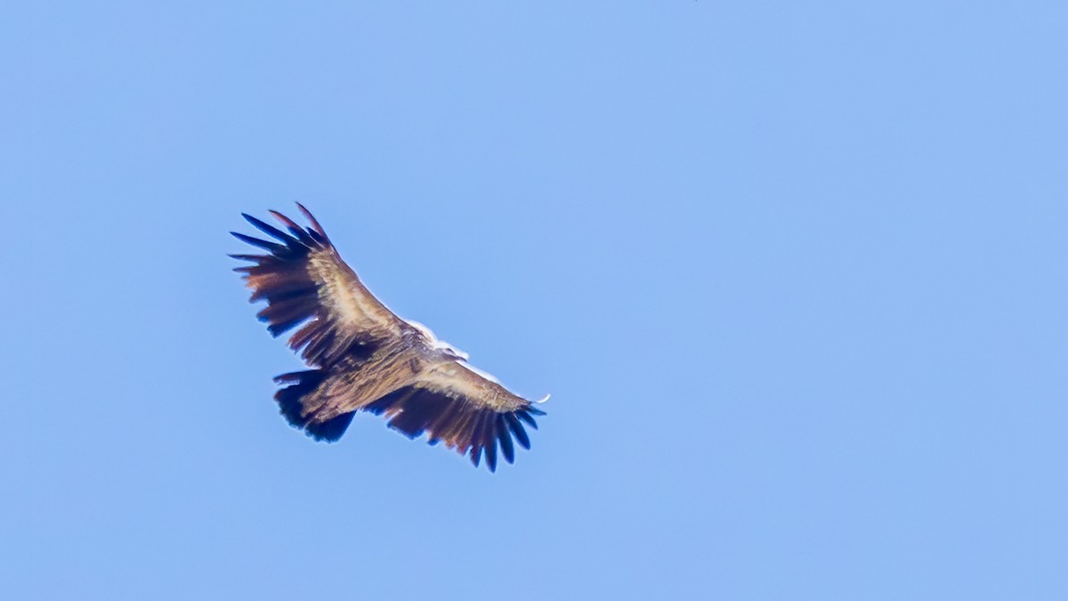 Himalayan Griffon - ML642050864