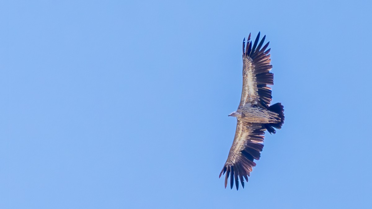 Himalayan Griffon - ML642050865