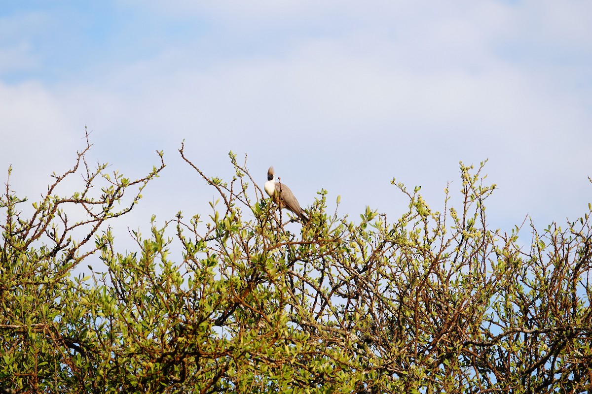 Bare-faced Go-away-bird - ML642050866