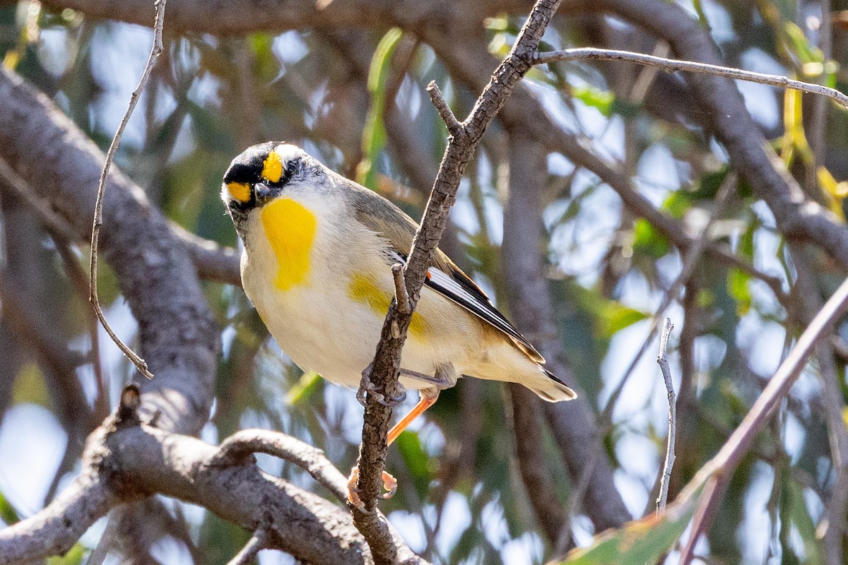 Striated Pardalote - ML642050873
