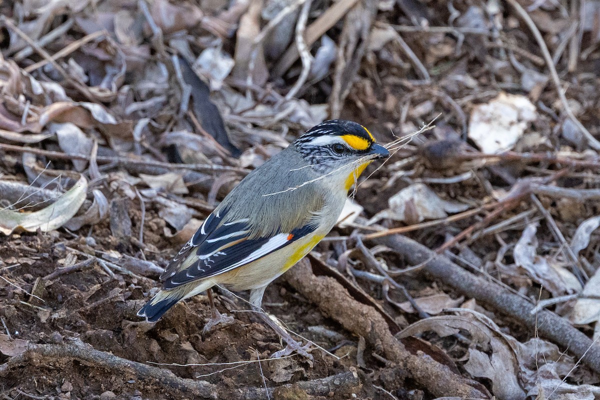 Striated Pardalote - ML642050874