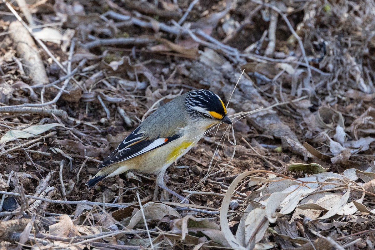 Striated Pardalote - ML642050875