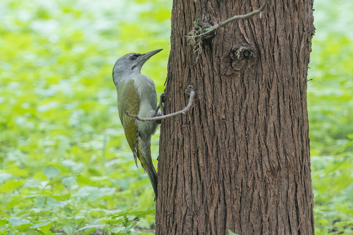 Gray-headed Woodpecker - ML642050877