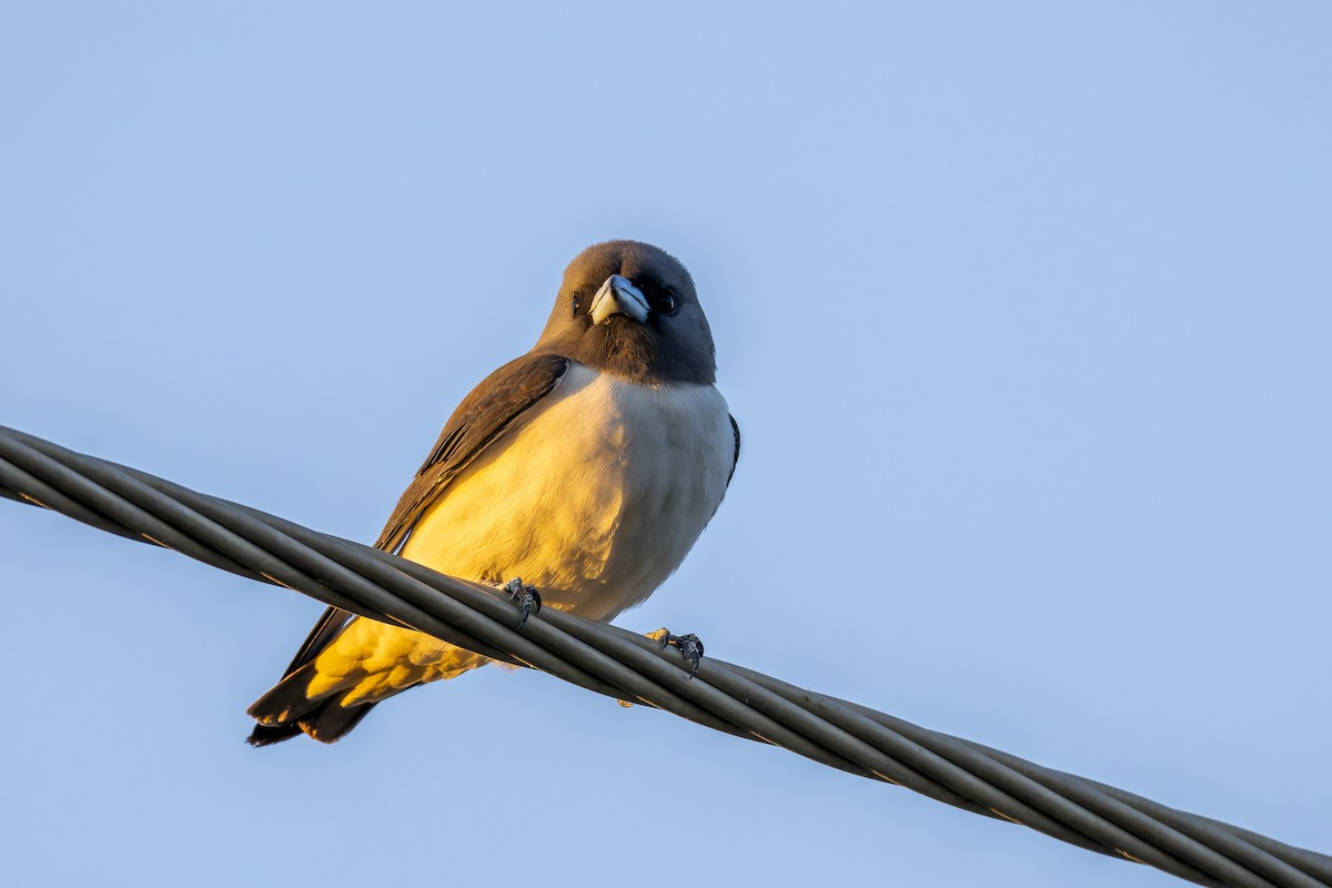 White-breasted Woodswallow - ML642050879