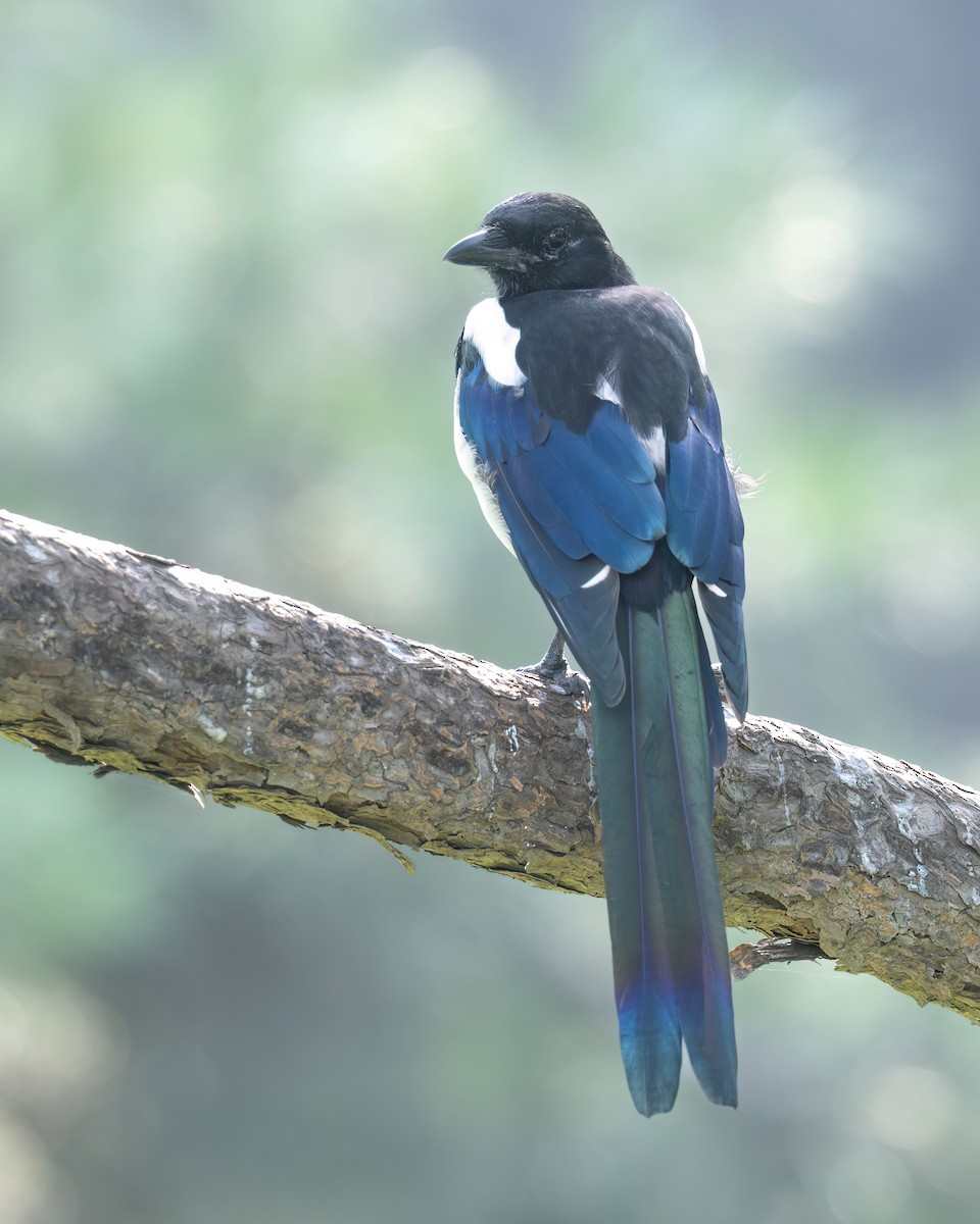 Oriental Magpie - ML642050881