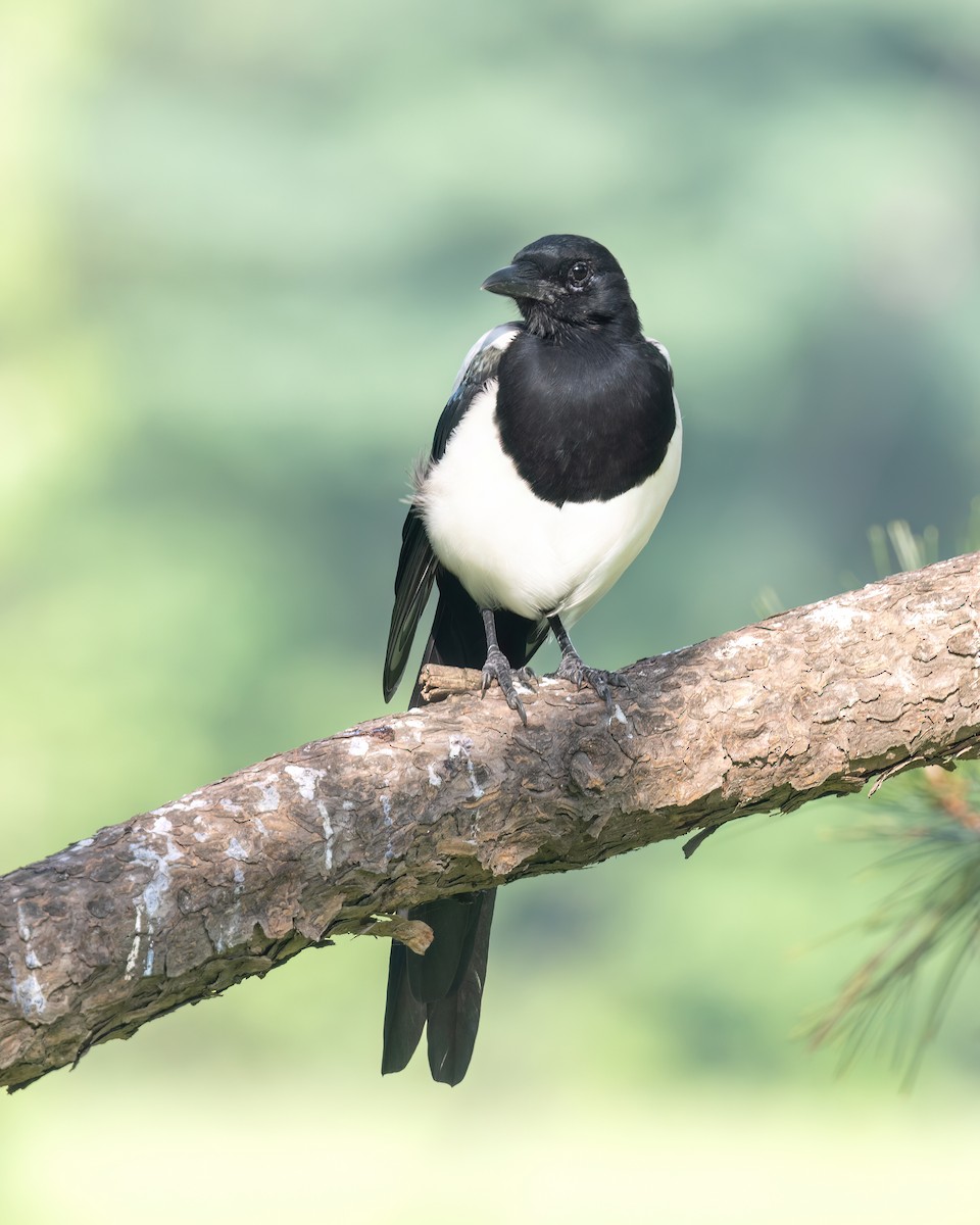 Oriental Magpie - ML642050889