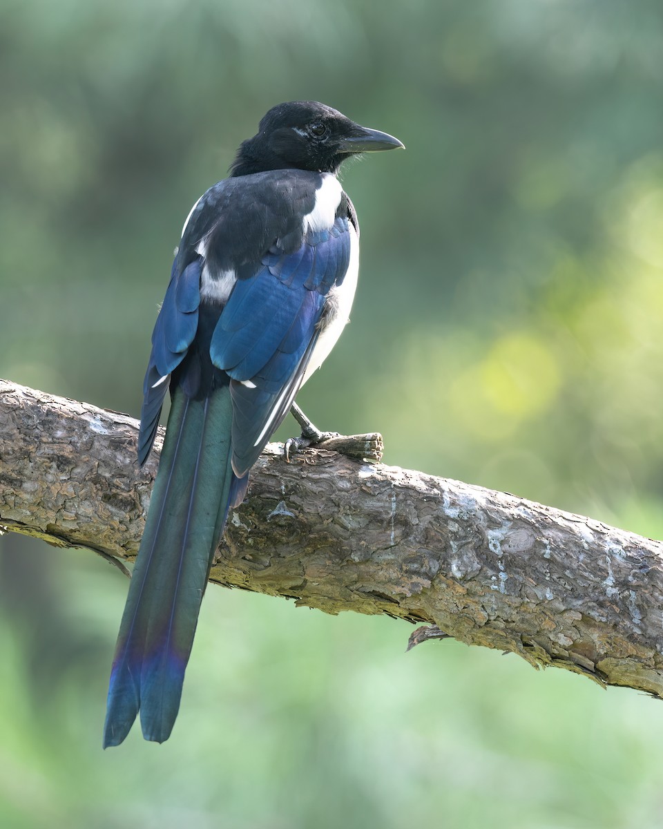 Oriental Magpie - ML642050890